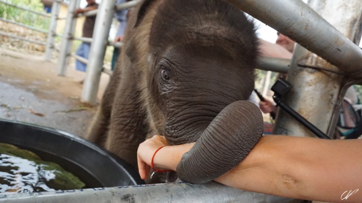 Thailand Happy Elephant Milo